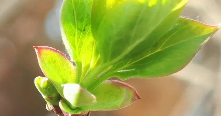 一片叶子的永生