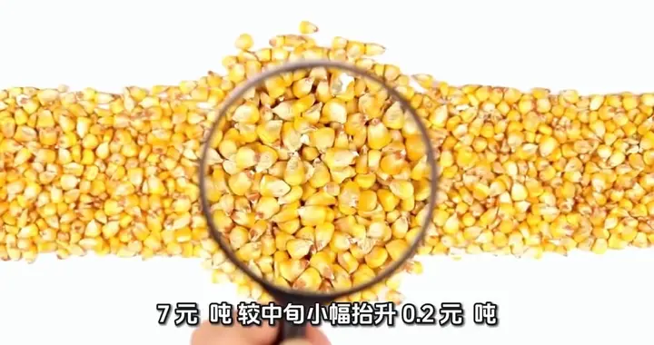 6 月下旬玉米价格温和上升