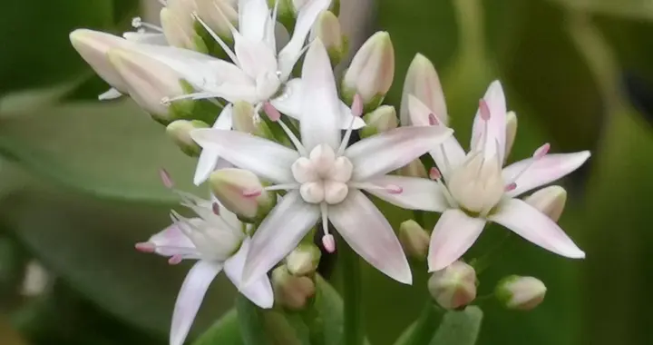 玉树怎么养开花？学会4招催花，爆花停不下！