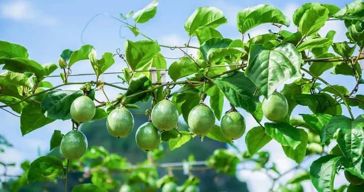 百香果种植虫害多怎么办？