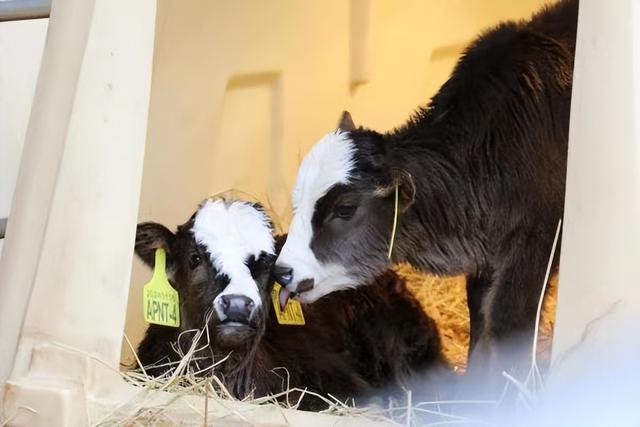 世界首例！阿沛甲咂牛可用种公牛仅1头，专家花1年克隆4头公牛