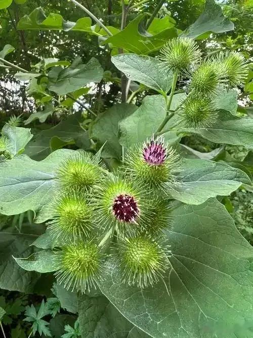 百草谱（五十七）牛蒡