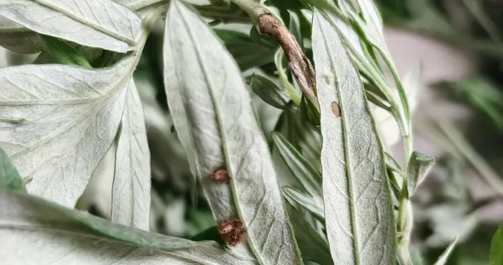 今年我家决定不挂艾草了，菜市场的艾草上全是虫