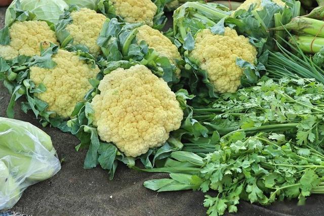 菜花种植时光照和温度有多重要？科学管理，轻松掌握种植技巧