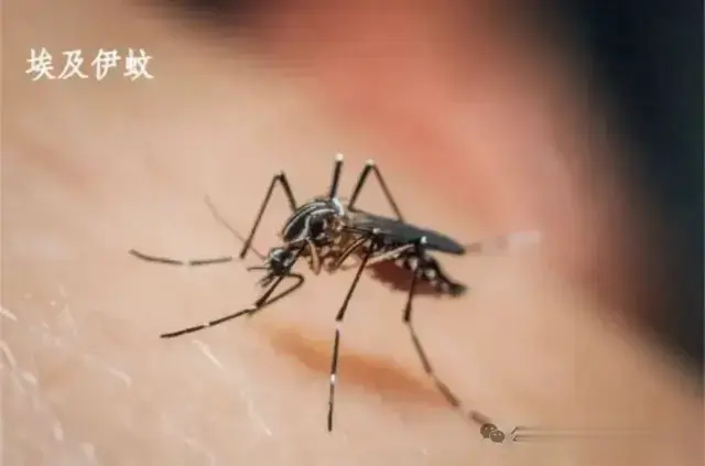 基孔肯雅热的科普：公共卫生三级预防视角