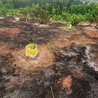 长老阅读屋：一场野火毁果园，防火警钟需长