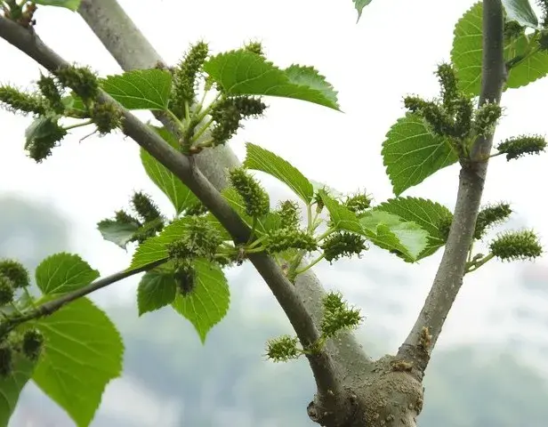 不起眼的桑叶竟是“神仙叶”！三高克星还护肝，这样喝最有效