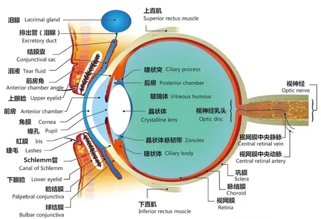 上海眼科院长：中老年人上了年纪，可以做哪些眼科检查预防眼病？