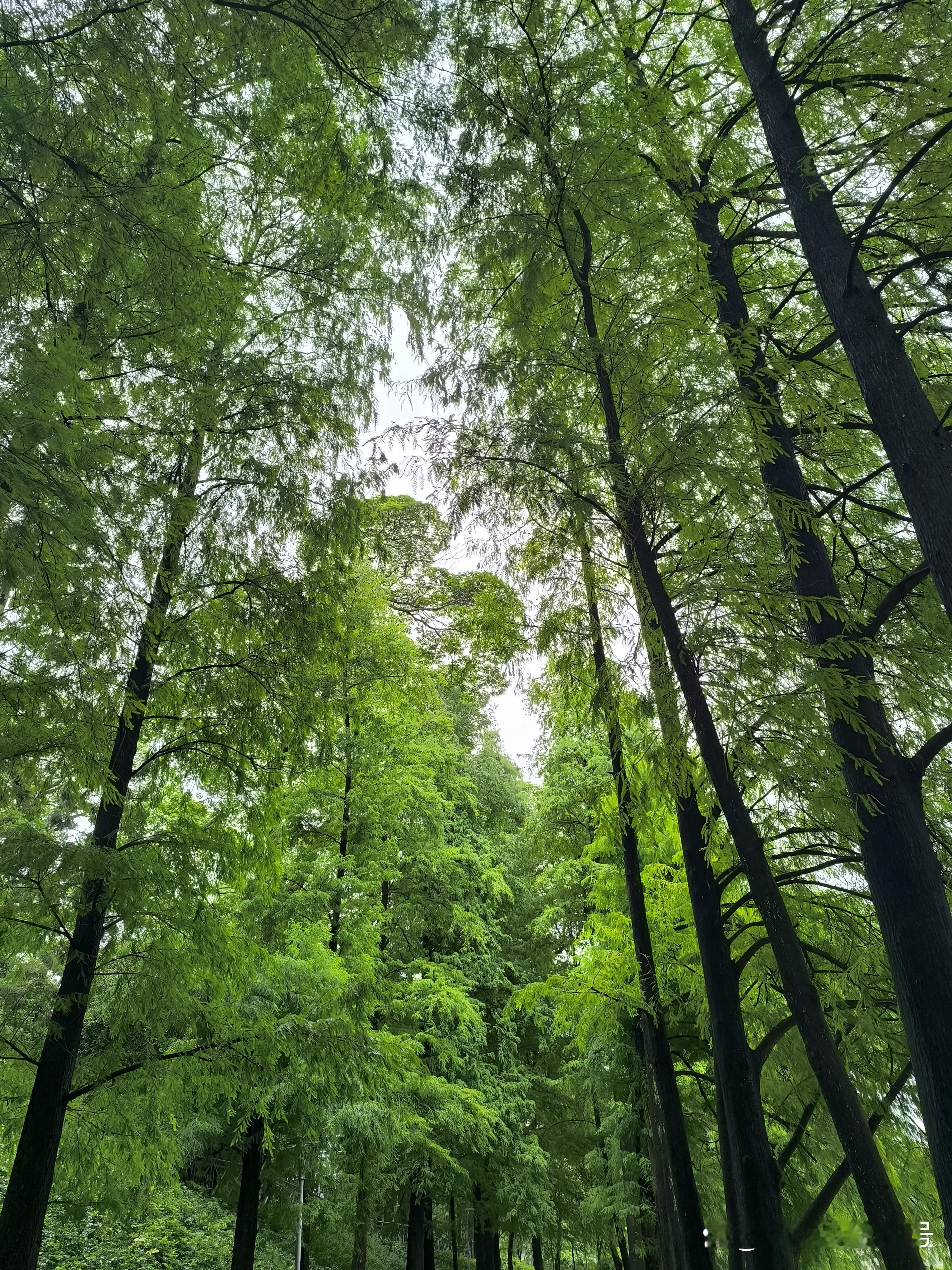 时隔多年再到天河公园走一走，依然是绿意盎然，看来维护的很好，还多了不少...