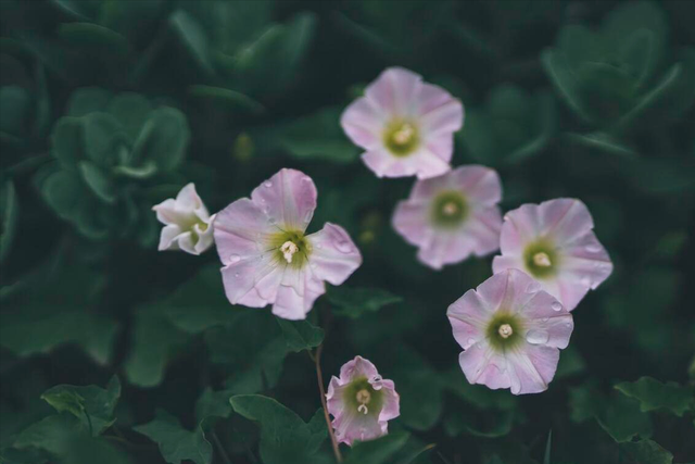 狮子座2月开始霉运清退，好运渐涨，借力使力，迎接新篇章