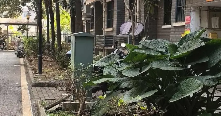 株洲女子深夜遭恶犬袭击，见义勇为者被咬伤，治疗费成新难题？