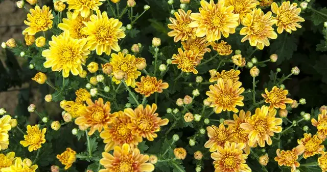 散文‖菊桂飘香，酿出深秋的唯美