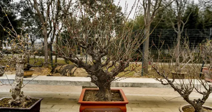 梅花疮痂病的防治技术