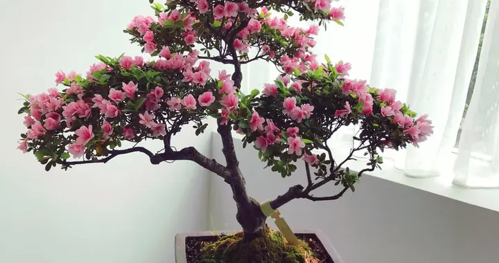 杜鹃花-花期前后的管理