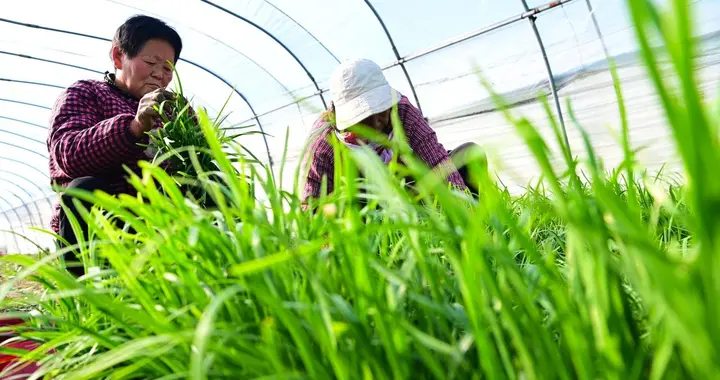 大棚韭菜灰霉病怎么防治效果好？