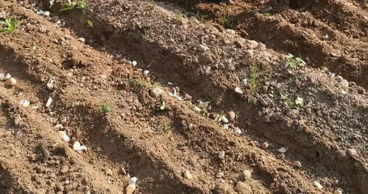 秋季种植蒜苗，这两个阶段浇水不要忽略了，非常关键的