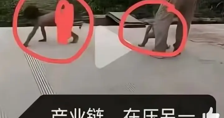 野人小孩后续！弟弟也被拍到压迫“驯化”，两兄弟出生地点曝光！