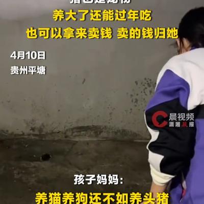 潘云：孩子要养宠物，妈妈竟然买回一头猪！