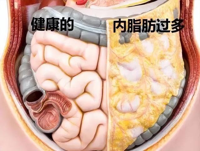 减掉内脏脂肪最好的方法：不是跑步，而是它！