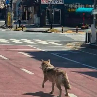 天际自由游走的云朵：🐺 现实版“会说话