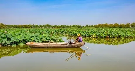 苏林去雄安，白洋淀的水乡景跟他老家一样，过靠水吃水的日子