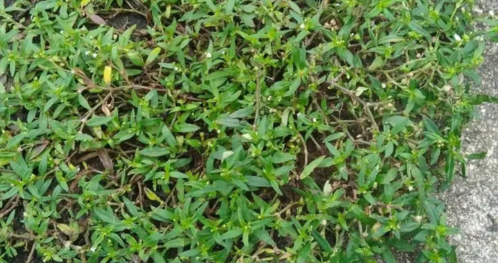 不起眼的“抗癌草”，竟藏着这么多养生密码！