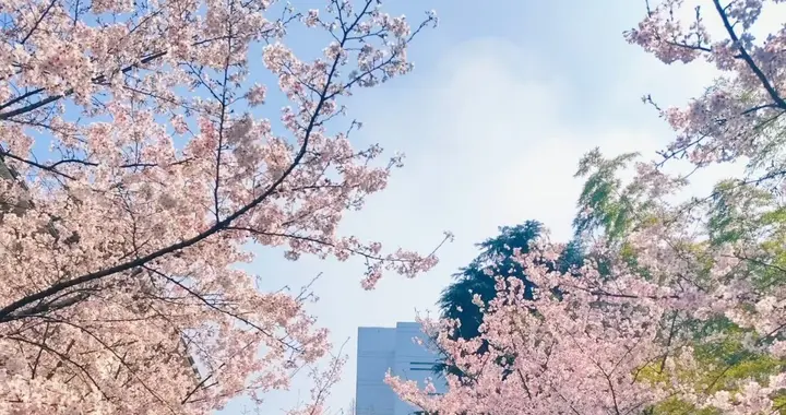 春风里的城市和乡野，高楼间的风带着匆忙，炊烟的气息在风中交织