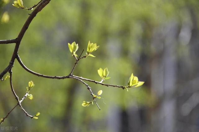 春天养肝，百病不沾！一盒中成药，补肝养血，让你肝血充足精神好