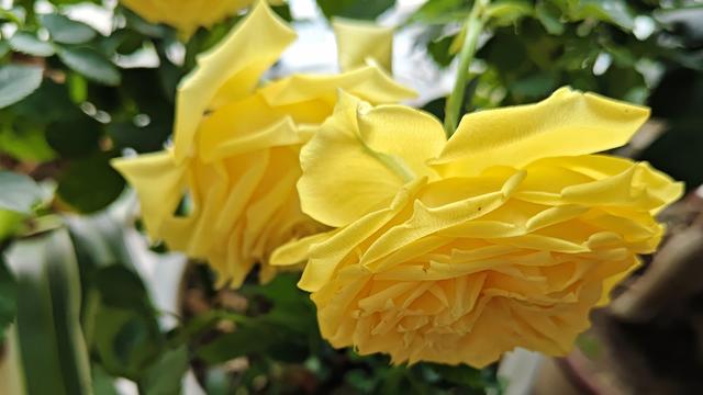 乐乐的猪：今天聊到孙颖莎16岁就出成绩