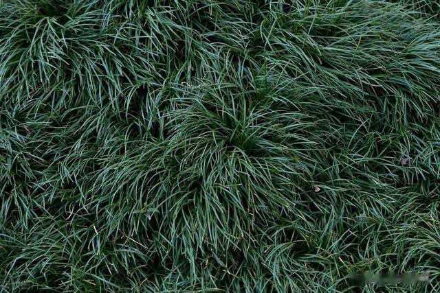 冬草翠色，书带草麦门冬三首：佳人种碧草，所爱凌风霜