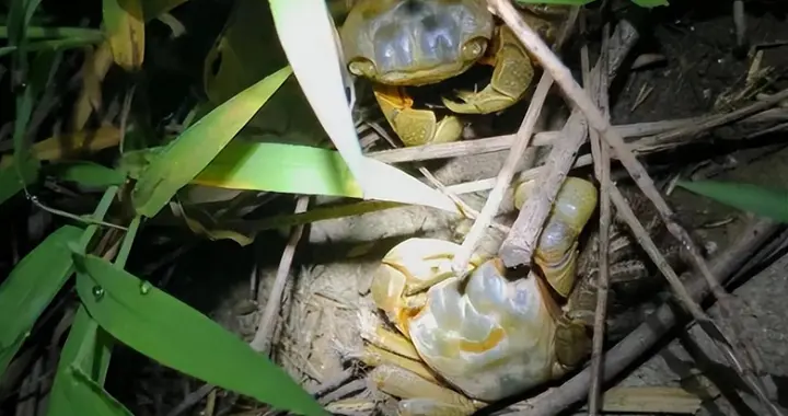 不卖钱也不行！江苏三人徒手抓螃蜞被查获，常见生物为何被处罚？