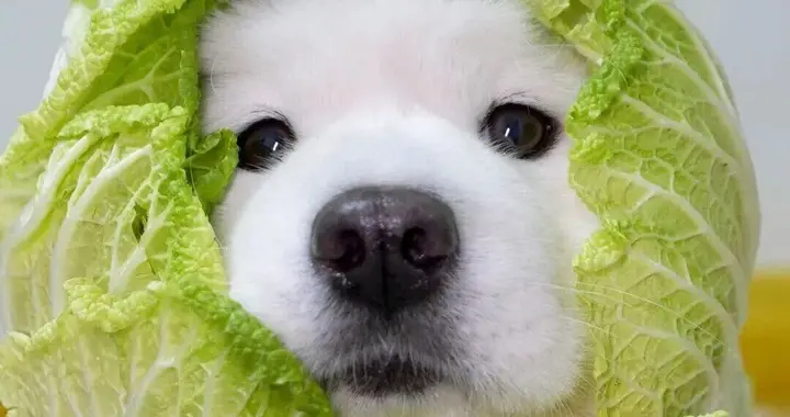 “改个有趣炸了の微信昵称”🤪