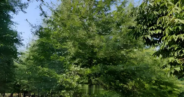 身价暴跌96%！从1.5万到500块还包邮，这“天价树”为何不吃香了