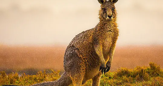 澳大利亚墨尔本｜大洋路自驾游攻略｜史上最浪的海岸线
