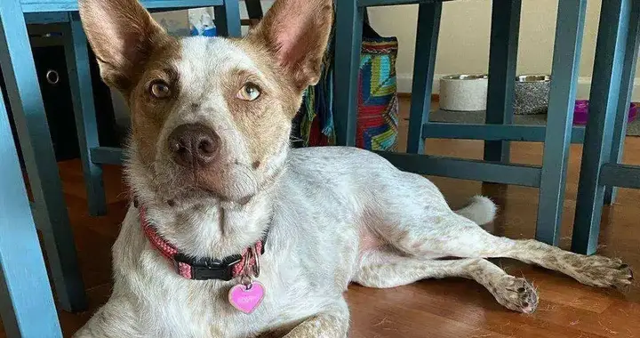 “别让狗上床”，过来人的血泪史：这4个代价，一个比一个扎心