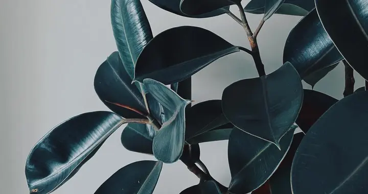 橡皮树长太高？修剪3步走，控高促分枝，株型更饱满