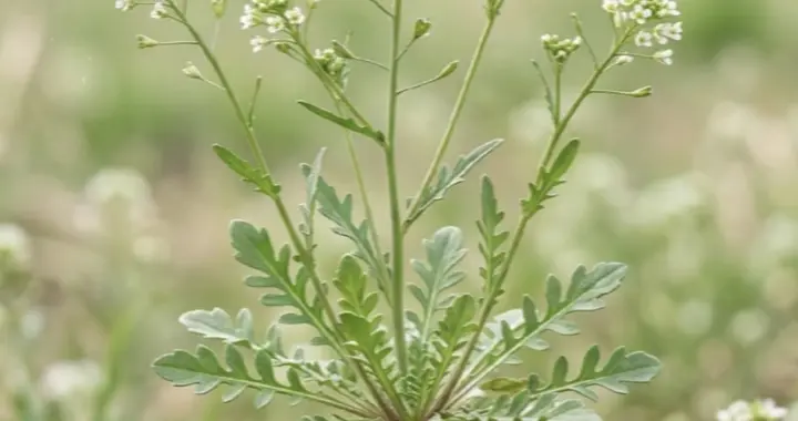 荠菜真能清肠杀菌？别被偏方忽悠了！