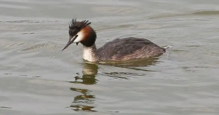 早春四月，长春南溪湿地以䴙䴘为代表的水鸟们又成摄友镜头热点