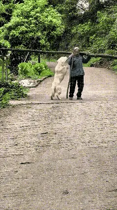 热心枫叶97：成精了！老人扛柴累弯腰，自