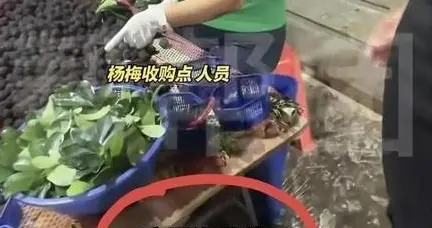 杨梅泡药黑幕曝光！5人刑拘全网滞销，千万老实果农替黑心商买单