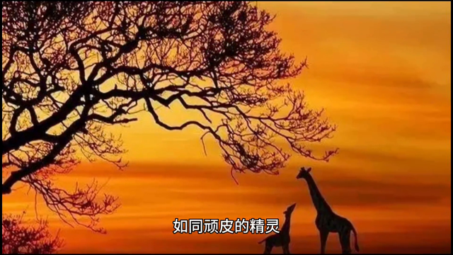 夕阳余晖，岁月如歌。