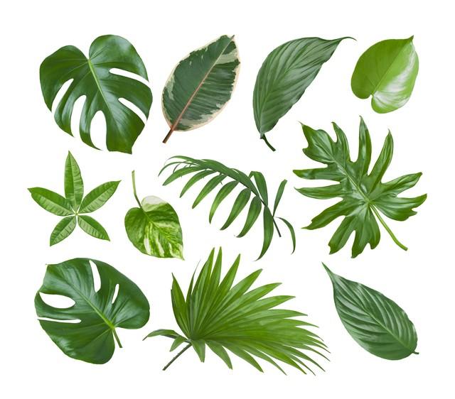 构成动物植物的元素一样，为何只有动物可以行走？
