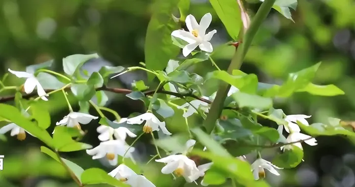 全世界就中国有！曾被老百姓当柴烧，2023年洞庭湖又发现两三百棵