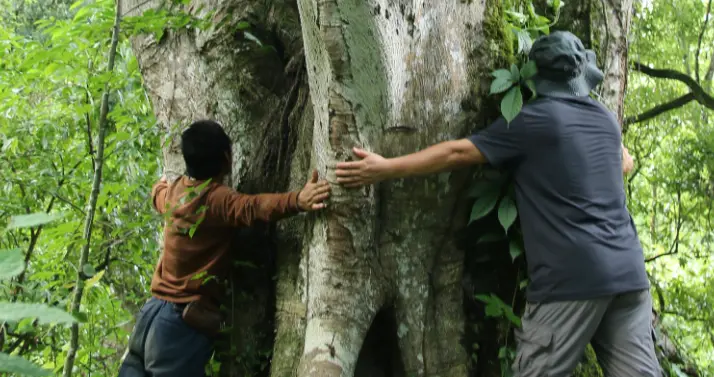 曾公认已经灭绝，2021年专家在云南又发现，叶子村民都不让专家采