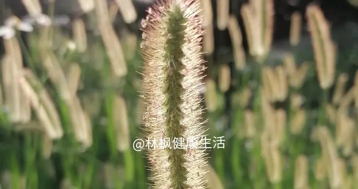 狗尾草：田埂上的"毛尾巴"，藏着老祖宗的生存智慧。