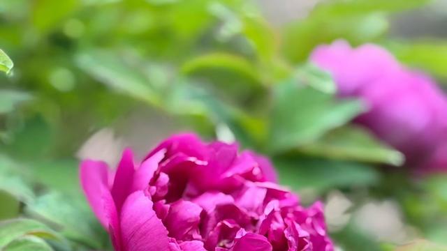 繁花看雨：谷雨过，洛城春深，南城花圃里的