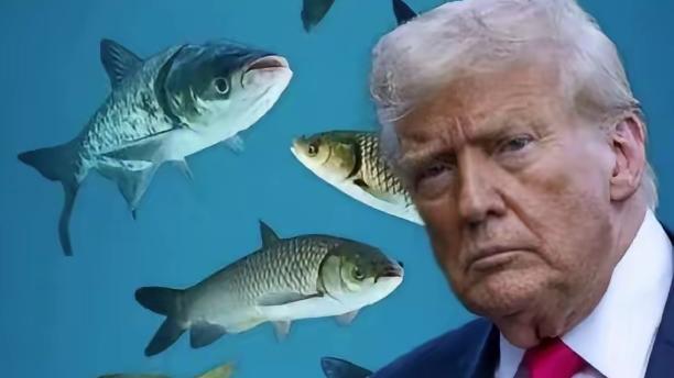 花中闲逸赏花：与伊朗达成停火协议后，特朗