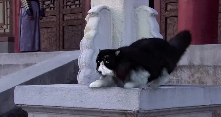 甄嬛传：越亲近的人越可怕，波斯猫扑向富察贵人的背后另有元凶