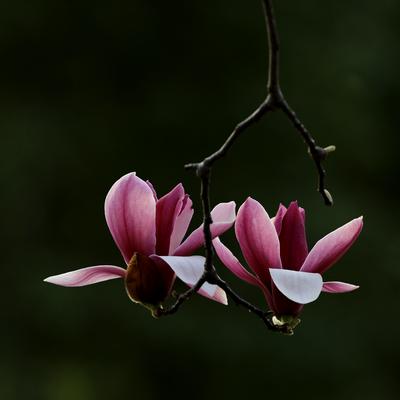 常笑WYW：玉兰花开 冰清玉洁立枝头