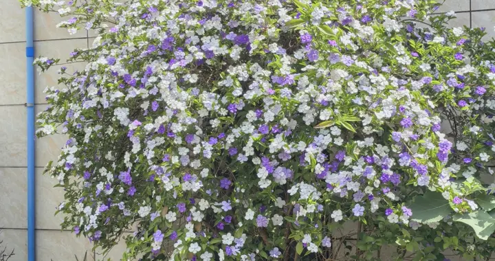 四川一姑娘，晒老妈养18年的“鸳鸯茉莉爆花树”，花开10000朵